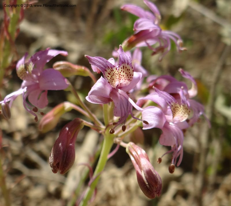 Alstroemeria, WDS 34051--Chile. Pichilemu. 13 Feb 2013. DSC00590 (164).JPG