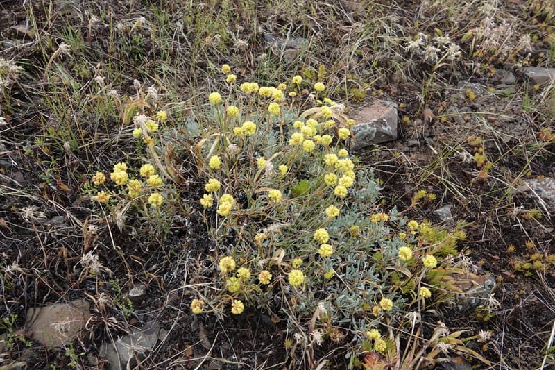 Eriogonum douglasii, C. Davidson 13770--Oregon. Wallowa Co. Upper Camp Creek Canyon. 4 Jun 2018. DSC04733 (126).JPG
