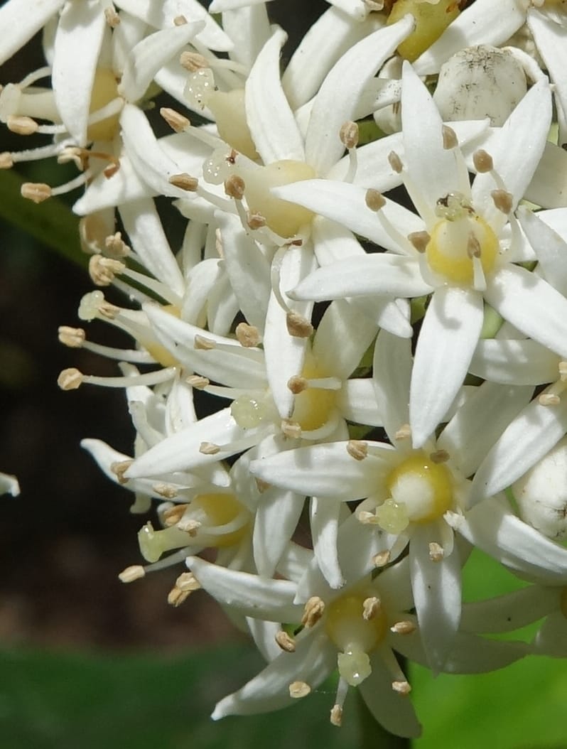 Cuttsia viburnea, Davidson, C 13348--Australia. Qld. Austinville Rd. Stop 4. 17 Oct 2016. DSC02986 (38).JPG