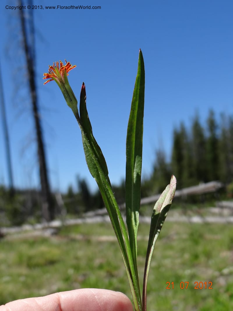 Agaseris aurantiaca, Davidson, C 12060--USA, Idaho, Valley Co., 21 July 2012  2806 (29).JPG