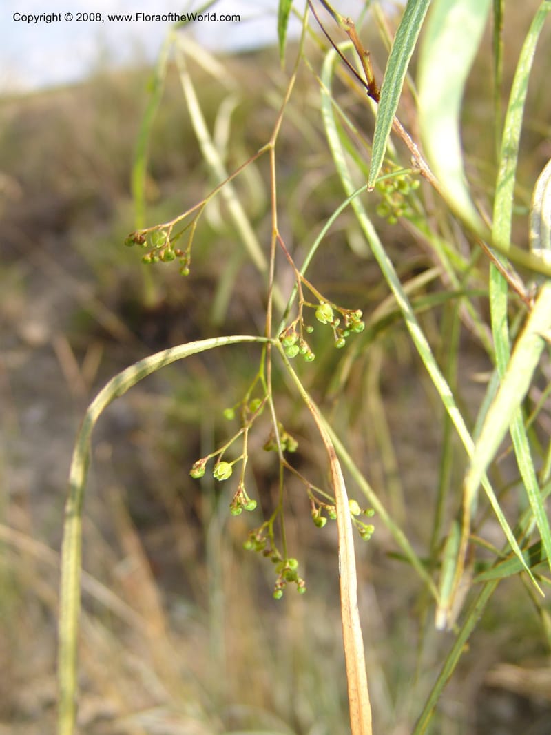 Rhus keetii--So.Africa. Mpumal. R577 N of Lydenburg. 16 Mch 05. 085.jpg