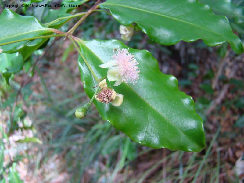 Archirhodomyrtus, JMunzinger4684--N.Caled. RT 1, Avangui For., Hervrouet Cr. 12 Nov 07. 049.jpg