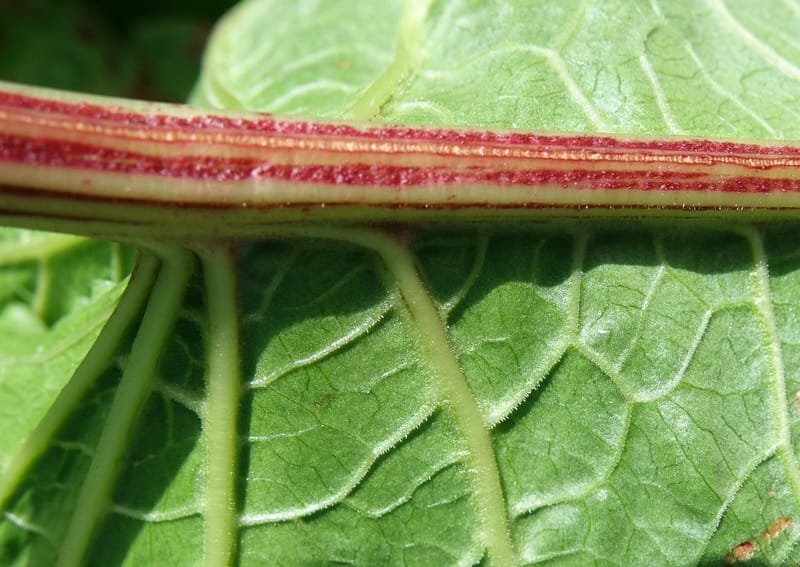 Rumex alpestre, Not collected--Switzerland. Sass Almagell. Lac Mattmark. 3 Jul 2016. DSC08449 (516).JPG