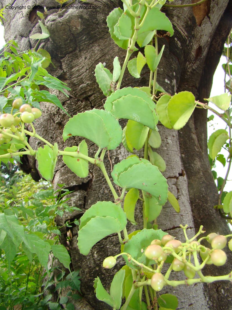 Cissus rotundifolia--Tanz. Karimjee Bot. Garden, Dar es Salaam. 30 Jan 08. 018.jpg