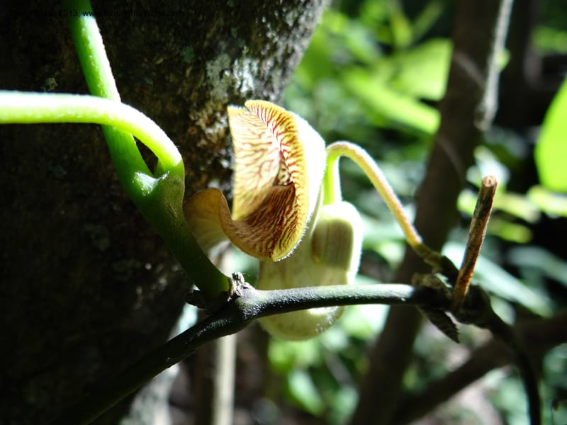 Aristolochia, Li Pan 1205292--China. Zhejiang Prov. Tian Mu Shan. 29 May 2012. DSC00348 (142).JPG