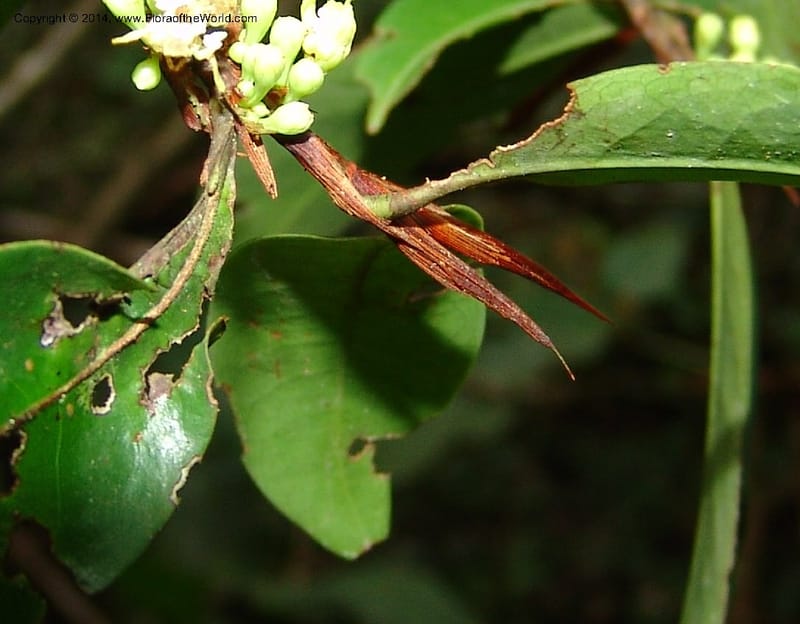 Erythroxylum, Farfan 670--Peru. Edo. Madre de Dios. ACEER Res. Ctr. Mango Trail.18 Oct 05. 090 (6).jpg