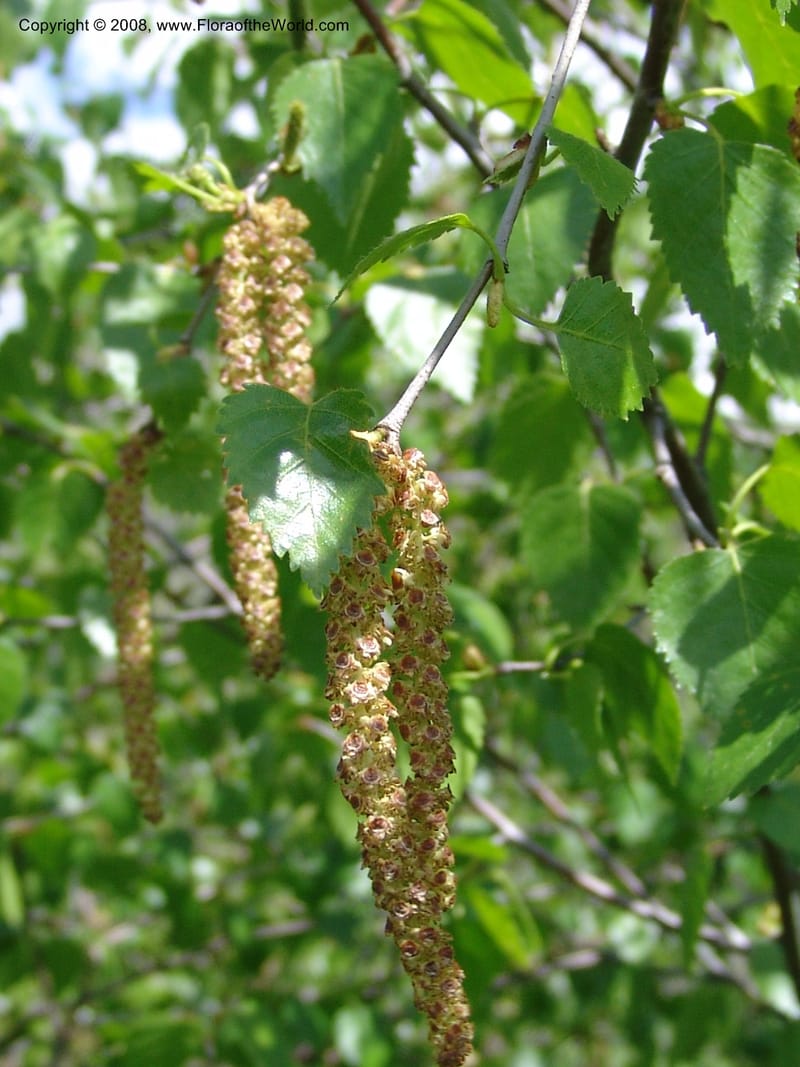 Betula litwinowii--Georgia. Kazbeki. Trail-road to Sameba Church. 2 Jun 05. 006.jpg