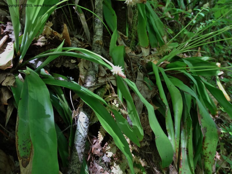 Cymophyllus fraserianus, Davidson, C 12984--North Carolina. Clay Co. Perry Gap Rd, Barnard's Cr. 13 May 2015. DSC04860 (77).JPG