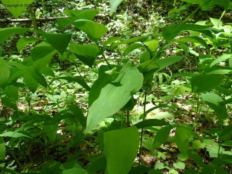Uvularia grandiflora, Davidson, C 12986--North Carolina. Clay Co. Perry Gap Rd, Barnard's Cr. 13 May 2015. DSC04860 (133).JPG
