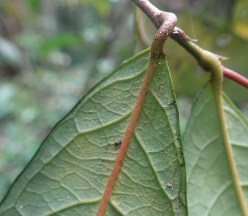 Thecacoris, C. Davidson 14074--Gabon. Raponda-Wallker. 28 Oct 2019. DSC02420 (29).JPG