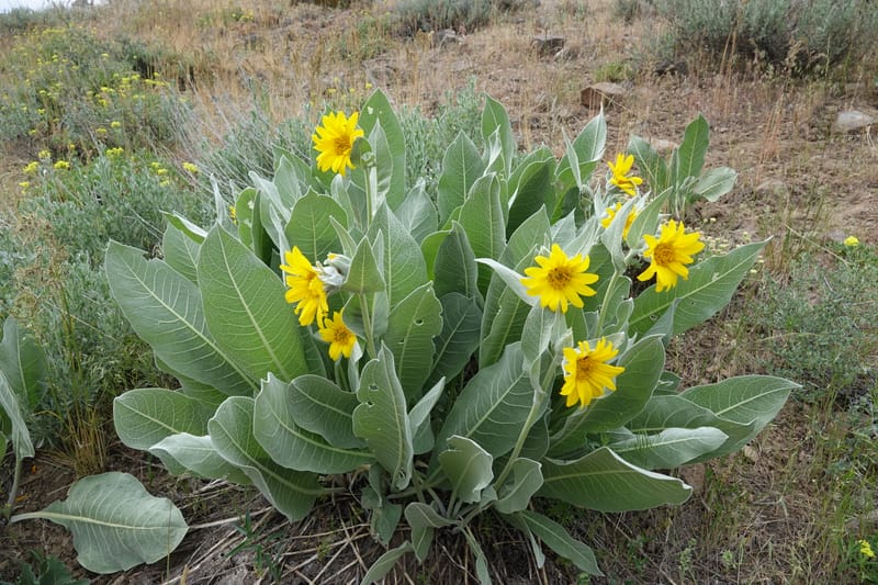 Wyethia mollis, C. Davidson 13616--CA. Modoc Co. Warner Mts. Hwy 299. 7 June 2017. DSC01455 (31).JPG
