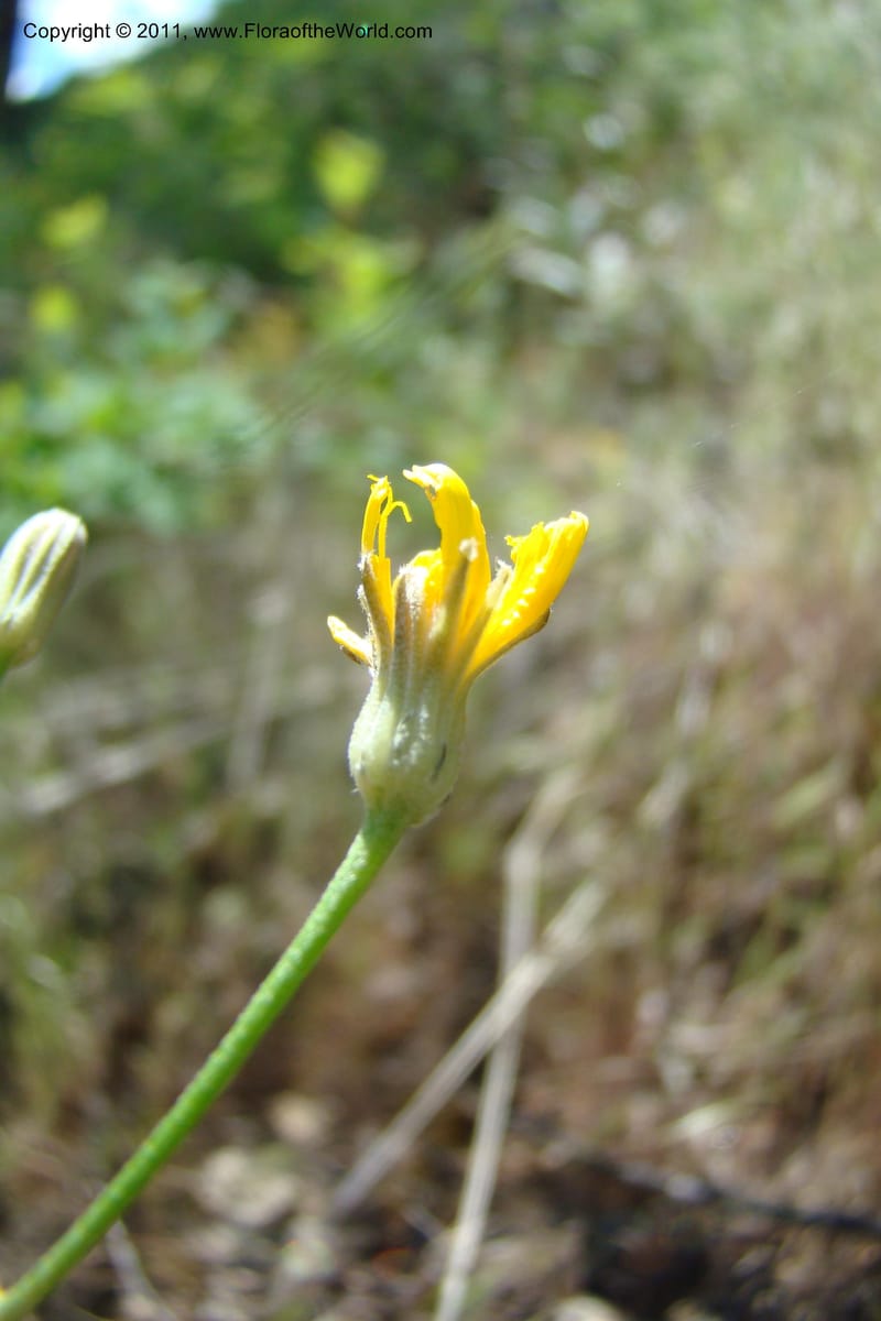 Crepis atrabarbata, C. Davidson 11389--IIdaho. Idaho Co. Salmon River. Shepp Ranch. 28 May 2009. 181.jpg