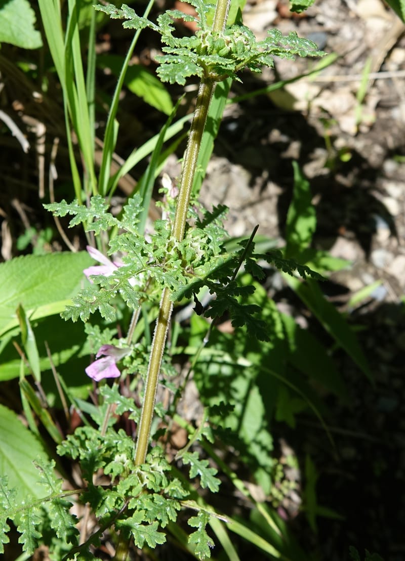 Pedicularis pseudomelampyriflora, C. Davidson 13757--China. Sichuan. Yibailingba-gou. 12 Aug 2017. DSC04660 (587).JPG