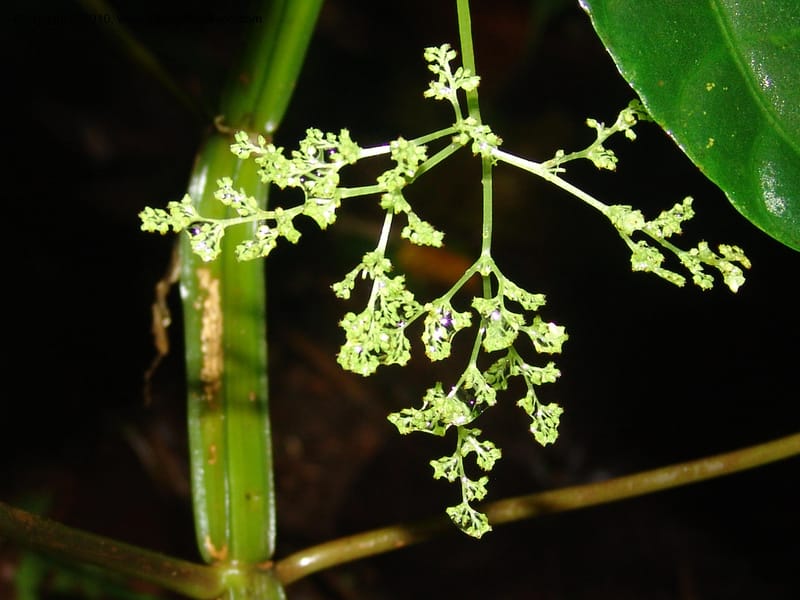 Pilea selbyanorum, Croat 96218--Ecuador. Centro Cientifico Rio Palenque. 22 Mar 06. 031 (3).jpg