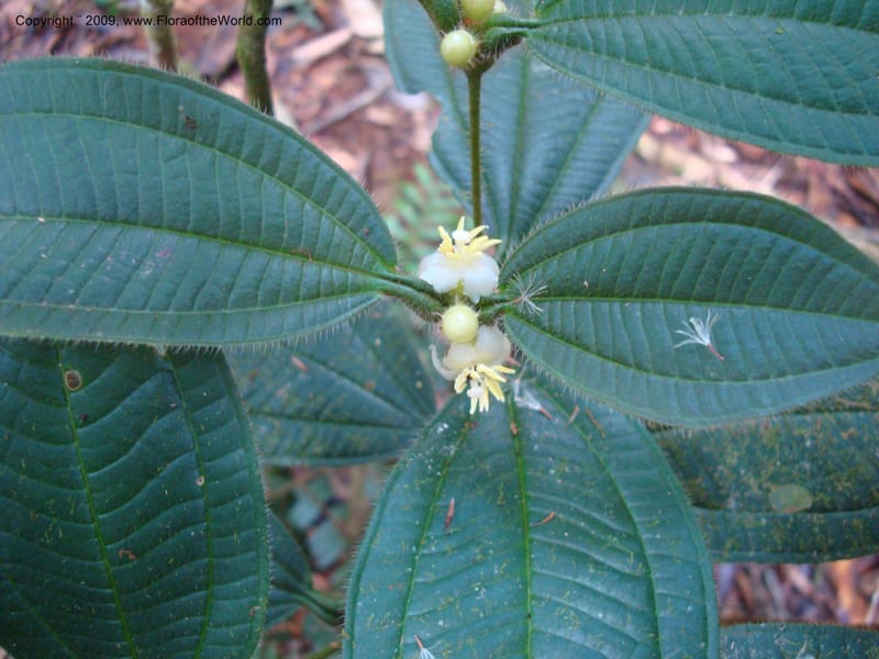 Tococa, D. Neill 15936--Ecuador.Prov.ZamoraC.WawaimePlotEcuacorriente 22 Sep 2007 161 (12).jpg