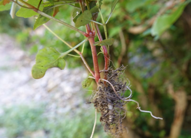 Circaea alpina subsp. imaicola, C. Davidson 13756--China. Sichuan. Yibailingba-gou. 12 Aug 2017. DSC04660 (623).JPG