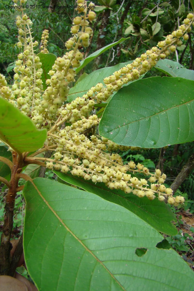 Clethra costaricensis, B. Hammel 25192--Costa Rica. Prov. San Jose. 20 April 09. 162.jpg