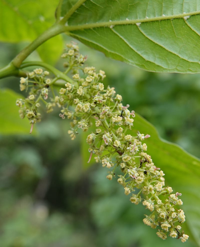 Acer davidii, D. Boufford 44097--China. Yunnan. Ci Wu Duan Rd. Stop 2. 29 Apr 2018. DSC00344 (107).JPG
