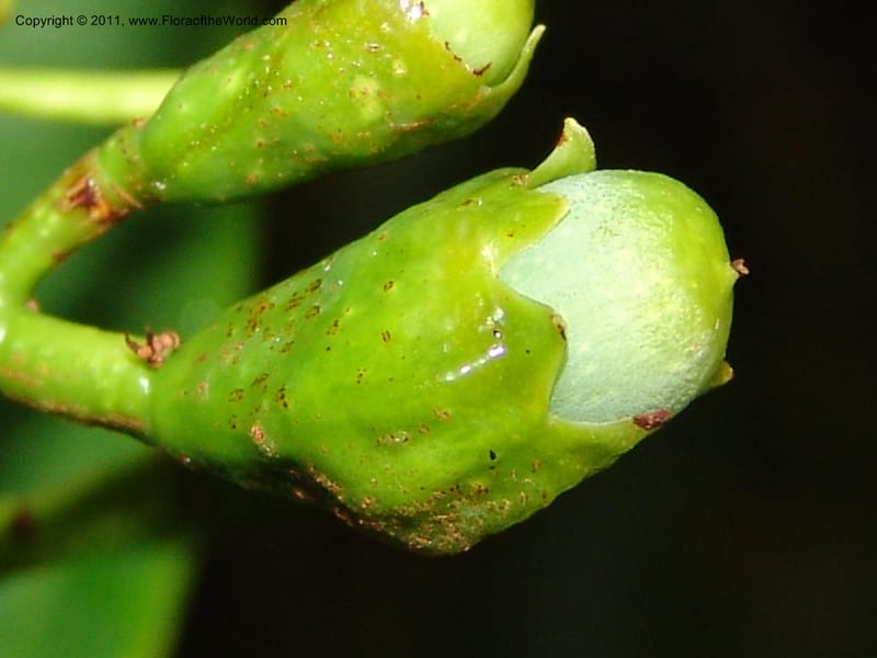 Ocotea olivacea, RVasquez 31543--Peru. Prov. Oxa. Estac. Paujil. Send. El Mirador. 16 Oct 06. 201 (5).jpg