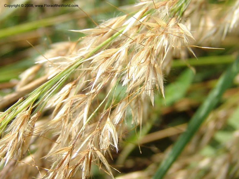 Stipa calamagrostis, S.43.1786--France. Paris. Jardin des Plantes. 4 Sep 07. 317.jpg