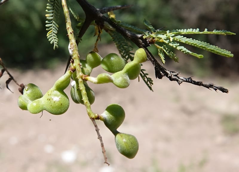 Prosopis torquata, Fortunato 13176--Argentina. Las Bretes. Stop 2. 8 Feb 2018. DSC09642 (10).JPG