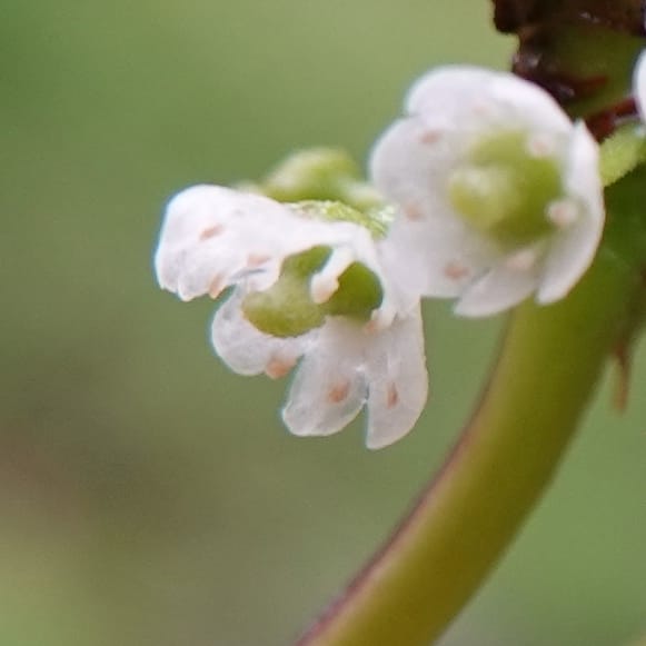 Ilex polyneura, D. Boufford 44125--China. Yunnan. Da Wei Shan. 2 May 2018. DSC01093 (322).JPG