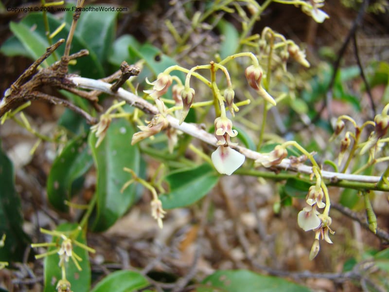 Agatea longipedicellata, JMunzinger4841--New Caledonia. Kwe Bwinyi Riv., old bridge. 18 Nov 07. 003.jpg