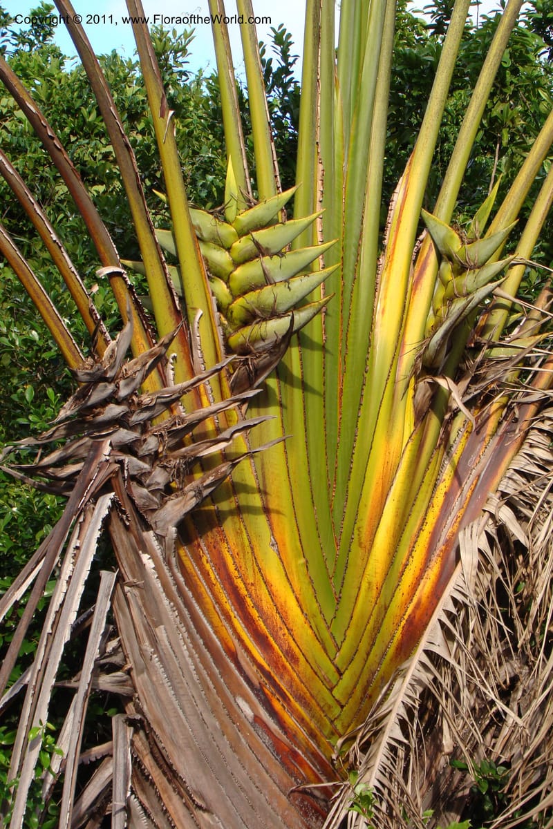 Ravenala madagascariensis, not coll.--Madagascar. Prov. Fianarantsoa. RN 12. 14 Jan 09. 319.jpg