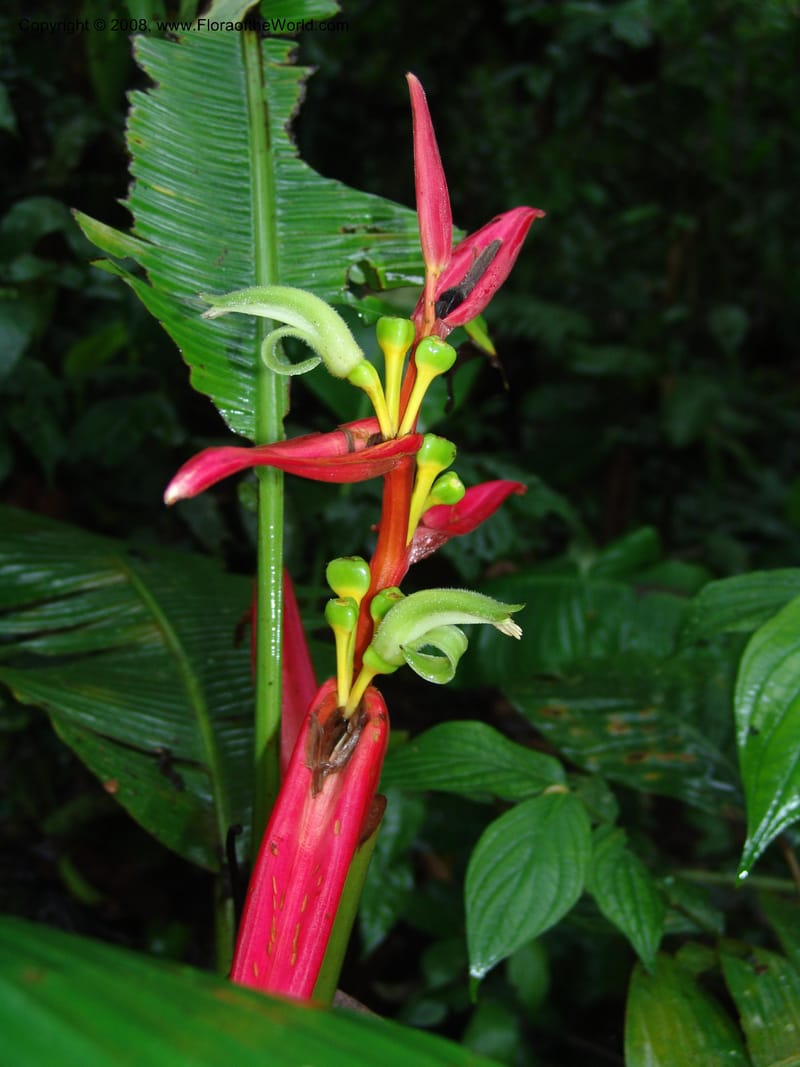Heliconia aemygdiana v. transandina, Croat94411--Ecuador. Prov. Pichincha. Res. Guaycuyacu. 11 Feb 05. 002.jpg