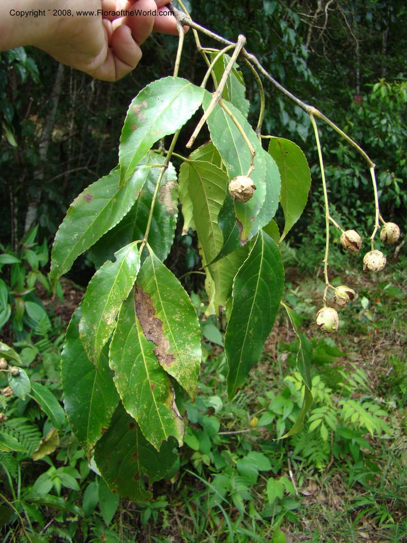 Turpinia occidentalis, NMartinezM2410--MX. Chiapas. Cta. Guapilla-Tapalapa. 13 Sep 08. 214.jpg