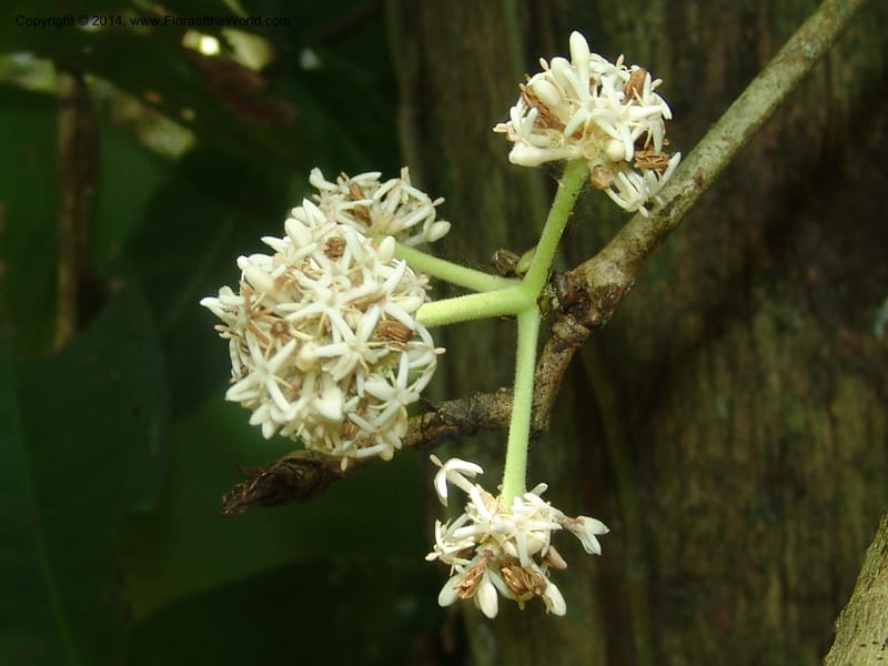 Ixora peruviana, Farfan 735--Peru. Edo. Madre de Dios. Reserva Amazonica. Trail B. 20 Oct 05. 012 (9).jpg