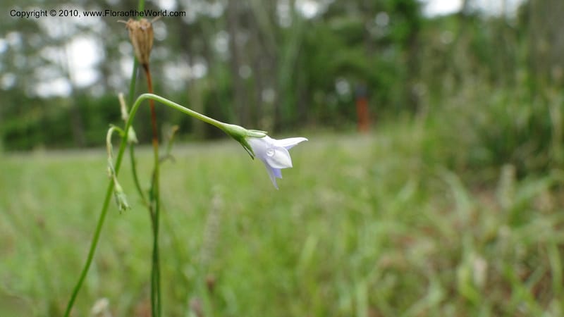 Wahlenbergia marginata, Mori 27450--North Carolina. Moore Co. Lake Bay Rd. 25 May 2010. 207 (30).jpg