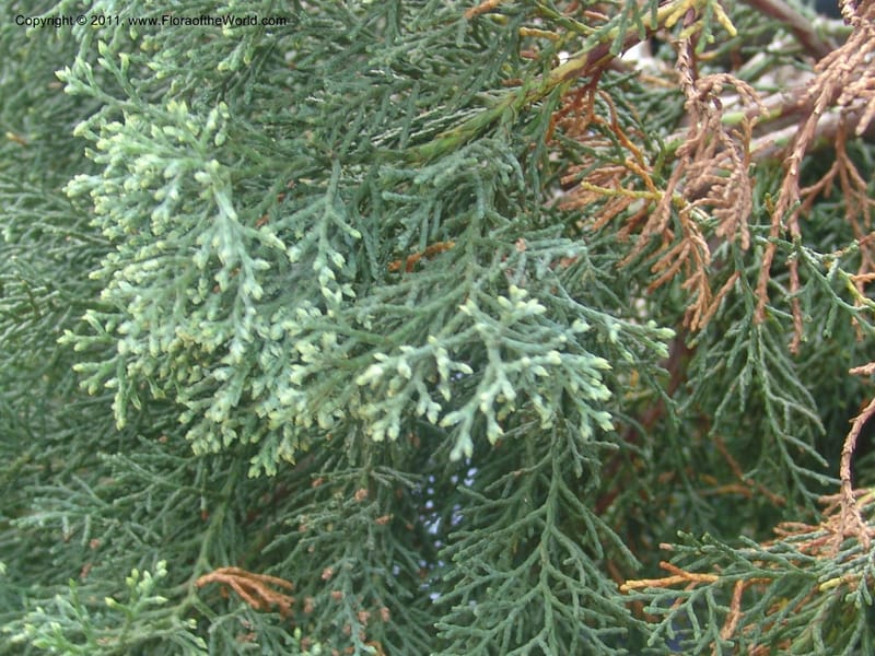 Widdringtonia schwartzii--So.Africa. Mpumal. Buffelskloof Private Nat. Res. 17 Mch 05. 165.jpg