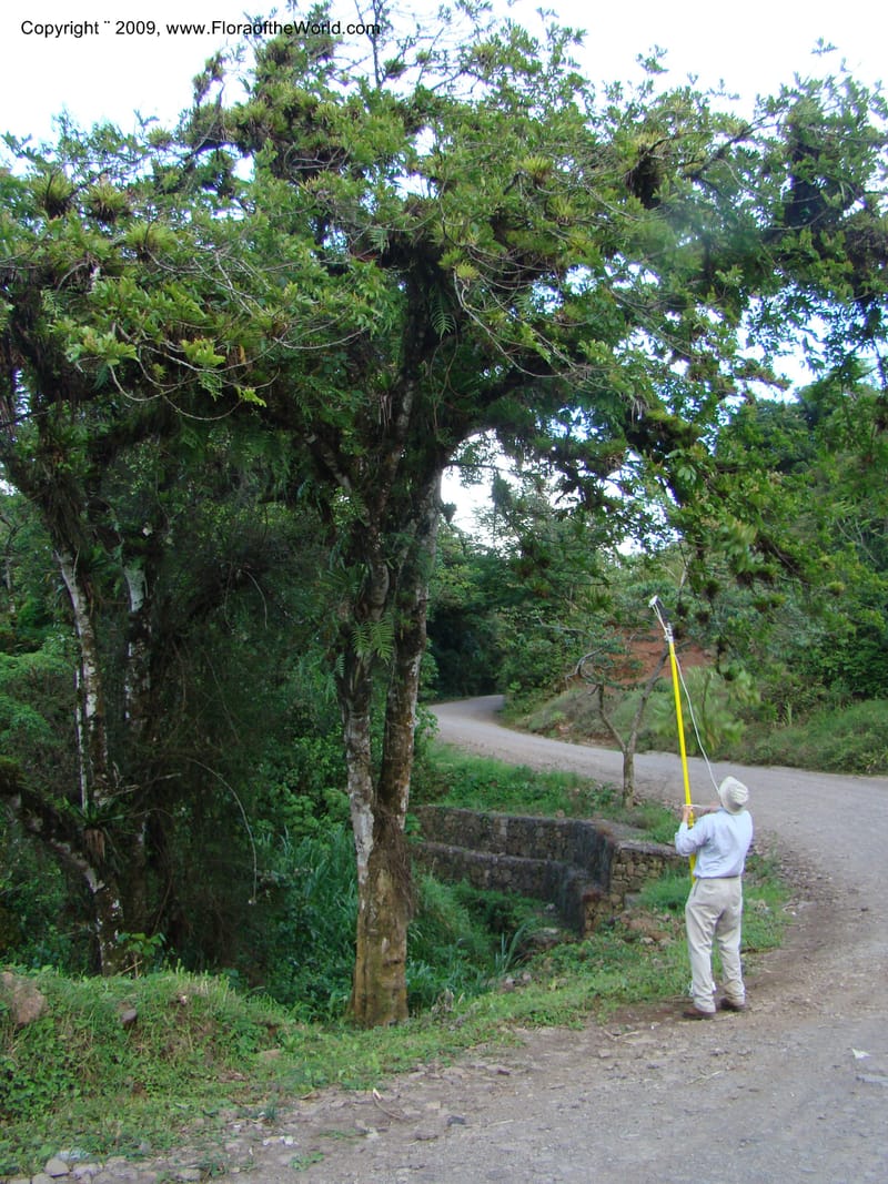 Cupania, WDStevens27258--Nicaragua. Jinotega. Area prot., rd to La Fundadora. 16 Jun 08. 088.jpg