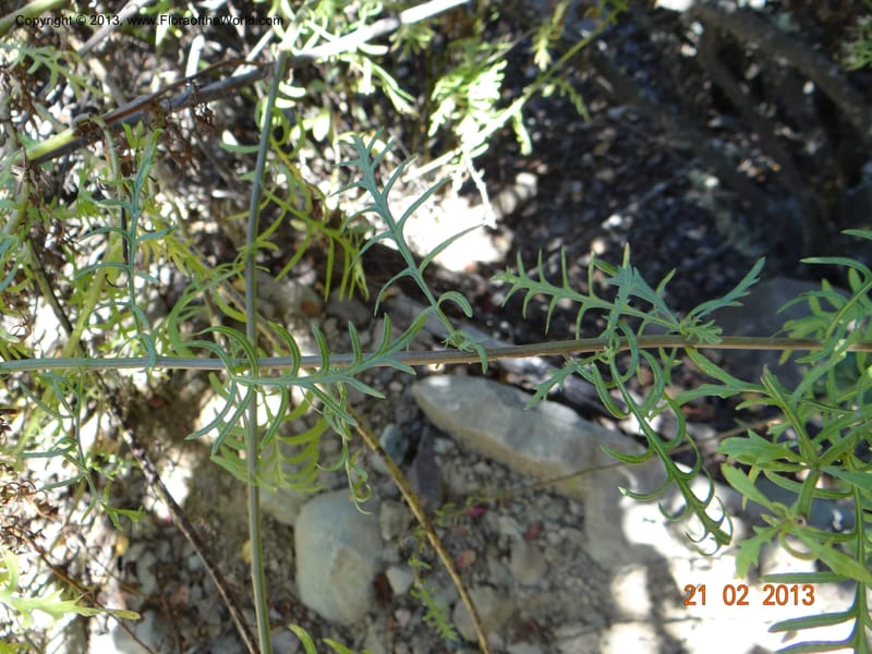 Senecio glaber, W. D. Stevens 34159--Chile, PN Siete Tazas. 21 Feb 2013  99374 (13).JPG