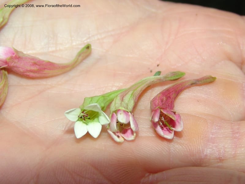 Quisqualis littorea--So. Africa. Lowveld Nat. Bot. Gard. 14 Mch 05. 091.jpg