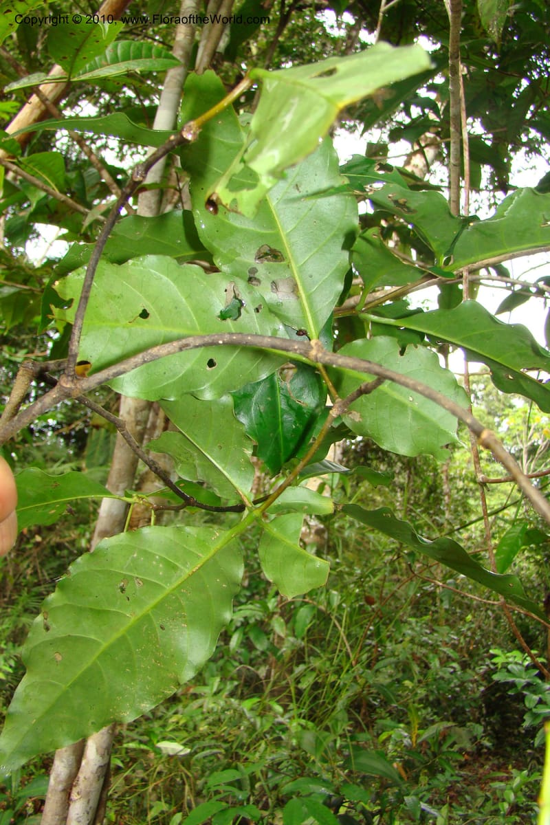 Rauvolfia, Vasquez 34807--Peru. Loreto. Dist. Nauta. Miraflores, Rio Tigre. 10 Nov 08. 024.jpg