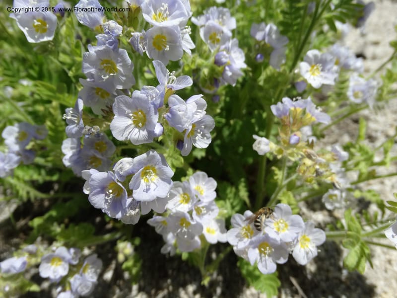 Polemonium pulcherrimum, Davidson, C 12552--Idaho. Valley Co. FS Rd. 431. 1 Jul 2014. DSC09329 (20).JPG