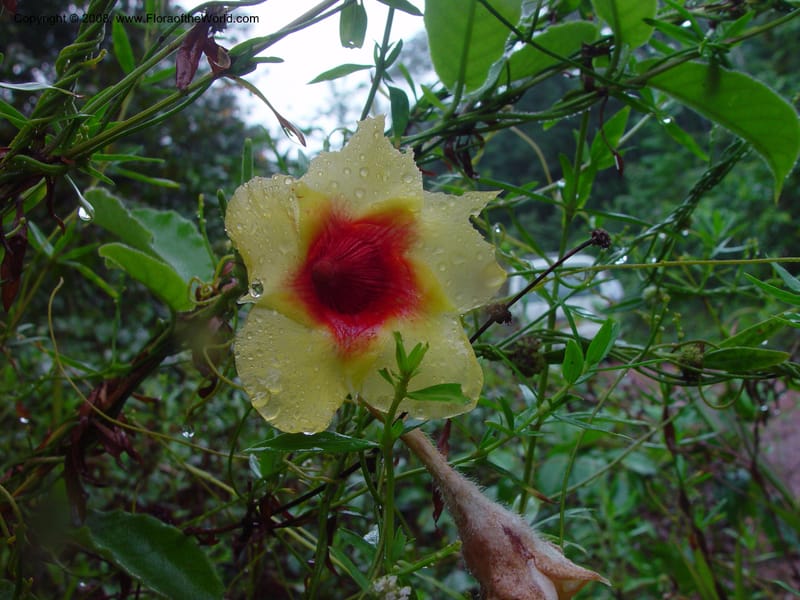 Mandevilla hirsuta, JSmith4161--Fr. Guiana. Piste de Saint-Elie. 19 Mch 02. 001.jpg