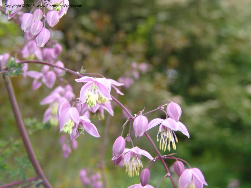 Thalictrum delavayi, 91.0343CA. UC Berkeley Bot. Garden.  30 Jun 06. 012.jpg