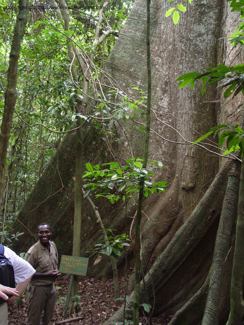 Ceiba pentandra--Ghana. Kakum Nat. Park, 12 Dec 03. 117.jpg