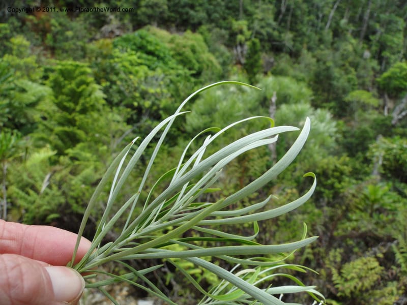 Grevillea exul, M. Callmander 809--New Caledonia. Mont Dore. 20 Jan 2010. 1361 (9).JPG