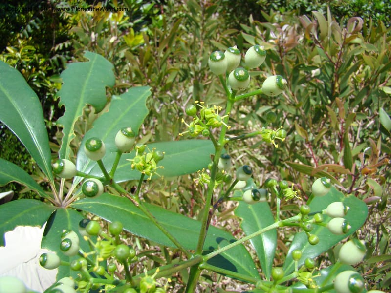 Plerandra baillonii,  Lowry, P. P 6889--New Caledonia, Prov N, Col d'Amoss,  14 Nov 2007, DSC06665 (12).jpg
