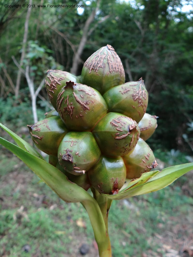 Pandanus calcis, Callmander 1048--Thailand. Prachuap Khiri Khan Prov. Ma Rong Cave. 13 Nov 2012. DSC08906 (98).JPG