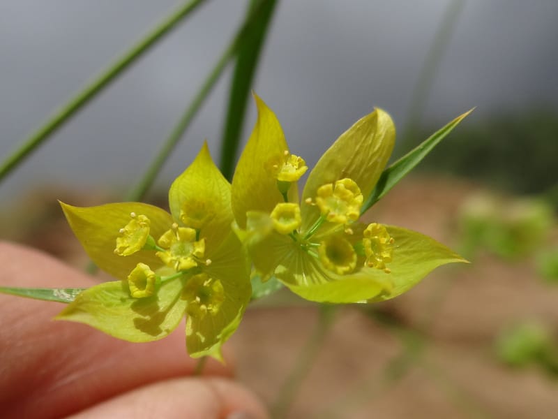 Bupleurum--Kurdistan. Tawailla. Stop 3. 22 May 2013. DSC04827 (16a).JPG