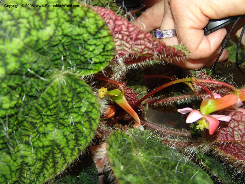 Begonia rex ssp longiciliata--France. Nancy. Jard. Bot. Montet. 2 May 05. 193.jpg