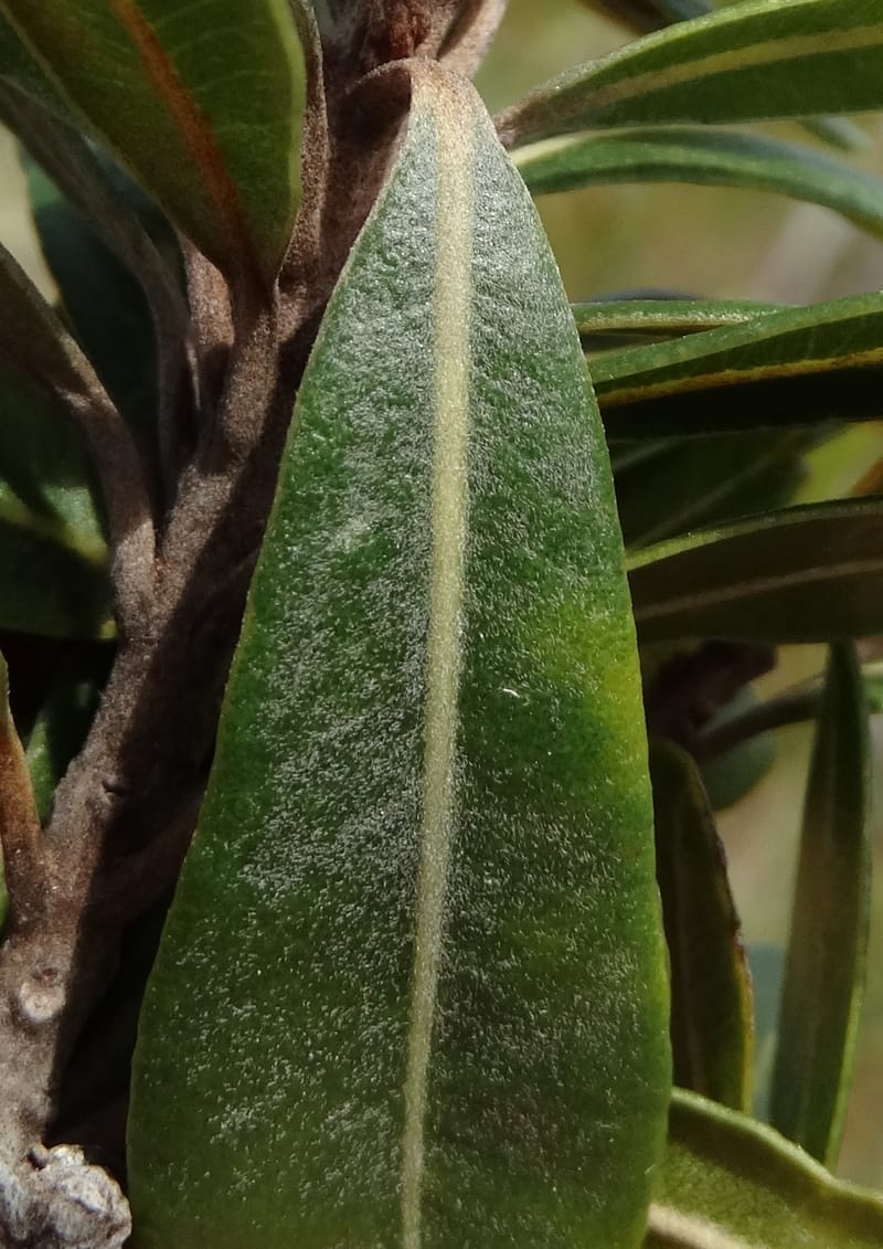 Pleioluma crebrifolia, Munzinger, J 7452--New Caledonia. Tiebaghi. 17 Nov 2015. DSC03437 (88).JPG