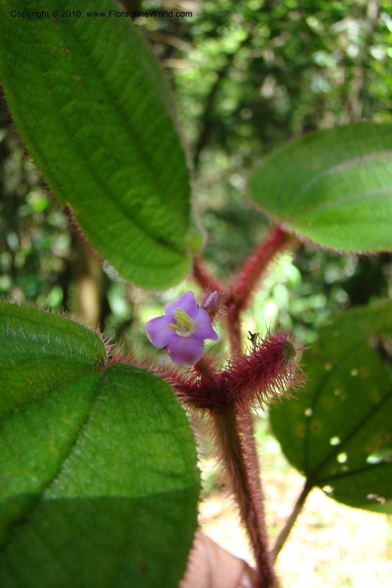 Allomorphia inaequifolia, Regalado 1746--Viet Nam. Thua Thien Hue Prov. Phu Loc Distr. Bach Ma. 13 Apr 09. 306.jpg