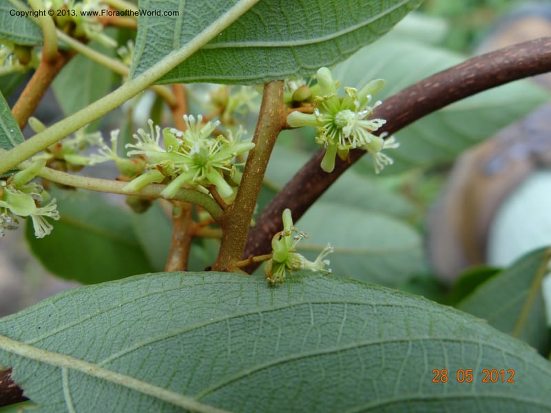 Actinidia lanceolata, Li Pan 1205287--China, Zhiyuan,ShunXi, 28 May 2012 331 (8).JPG