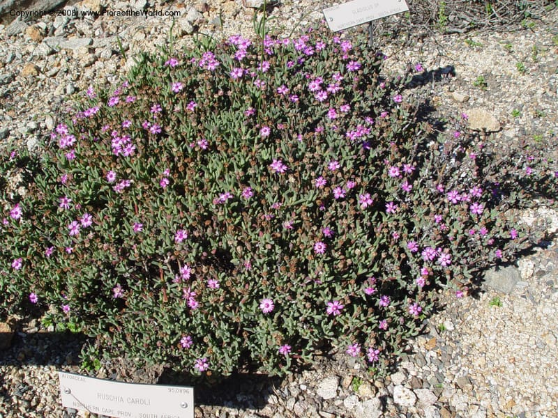 Ruschia caroli, 95.0431--CA. UC Berkeley Bot. Gard. 10 Feb 04. 008.jpg